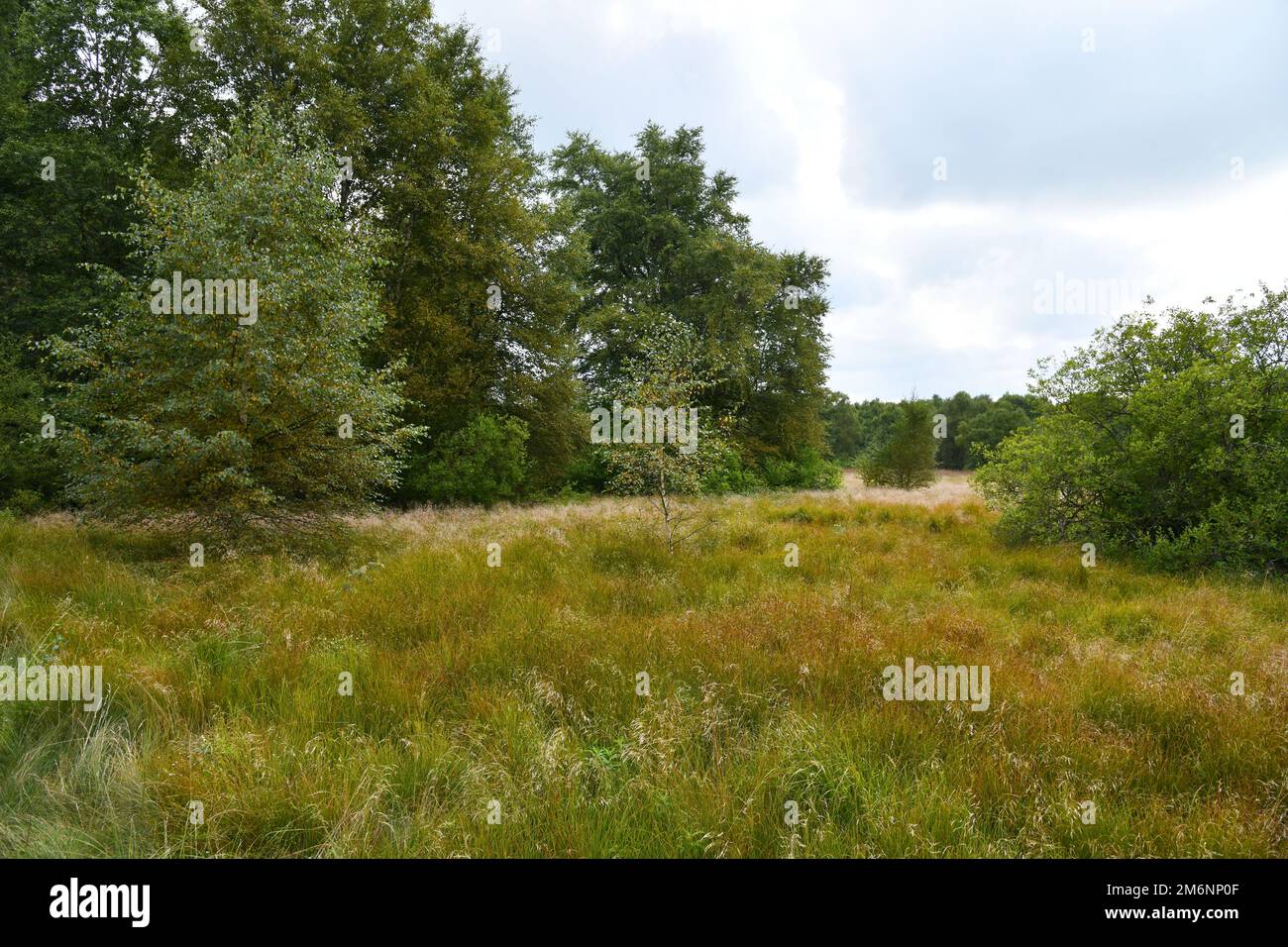 Das schwarze Moor im bayerischen Rhön Stockfoto