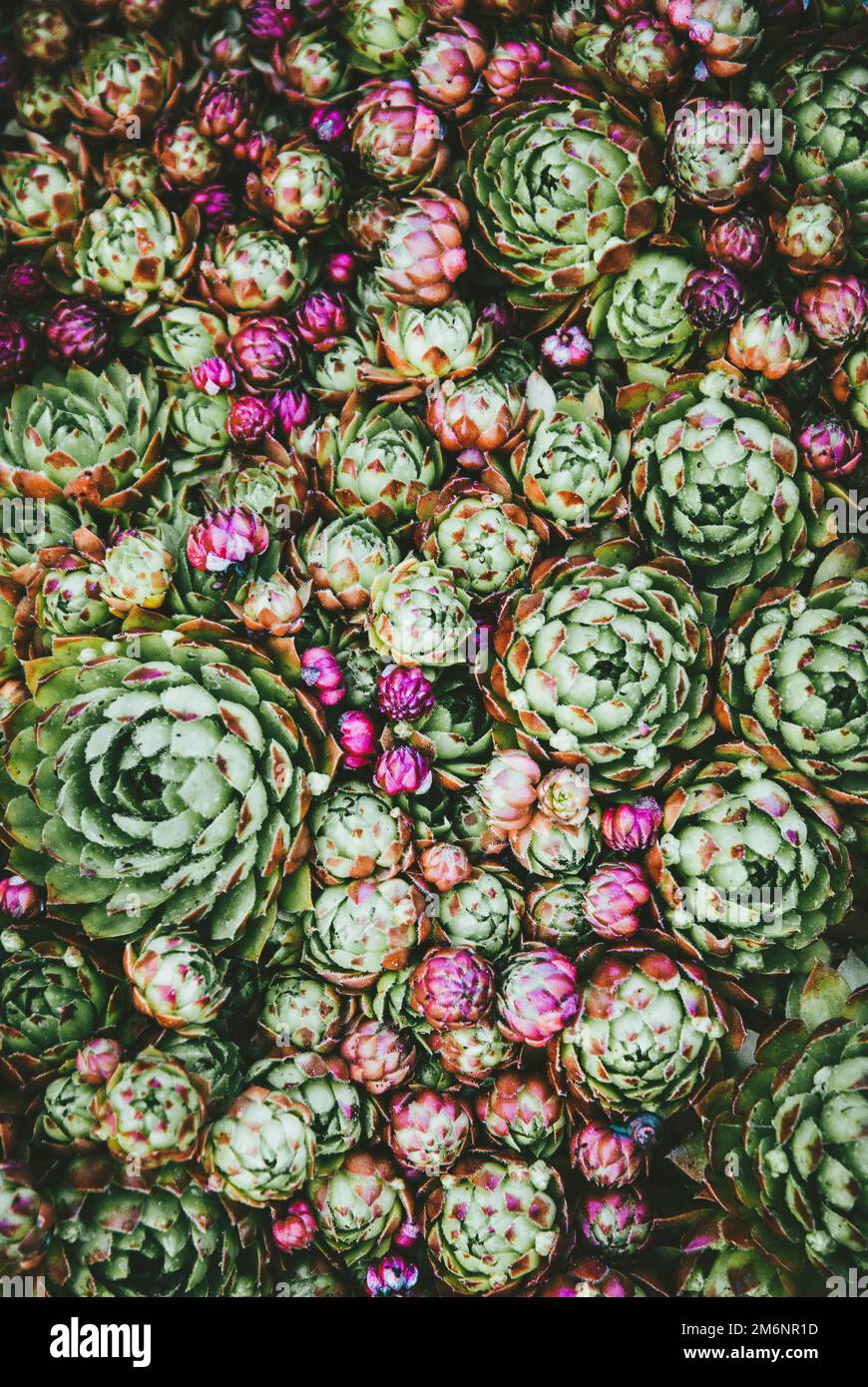 Sempervivum Rosetten, Houseleek grün und rot saftige Bodendeckenpflanzen Textur Draufsicht Stockfoto