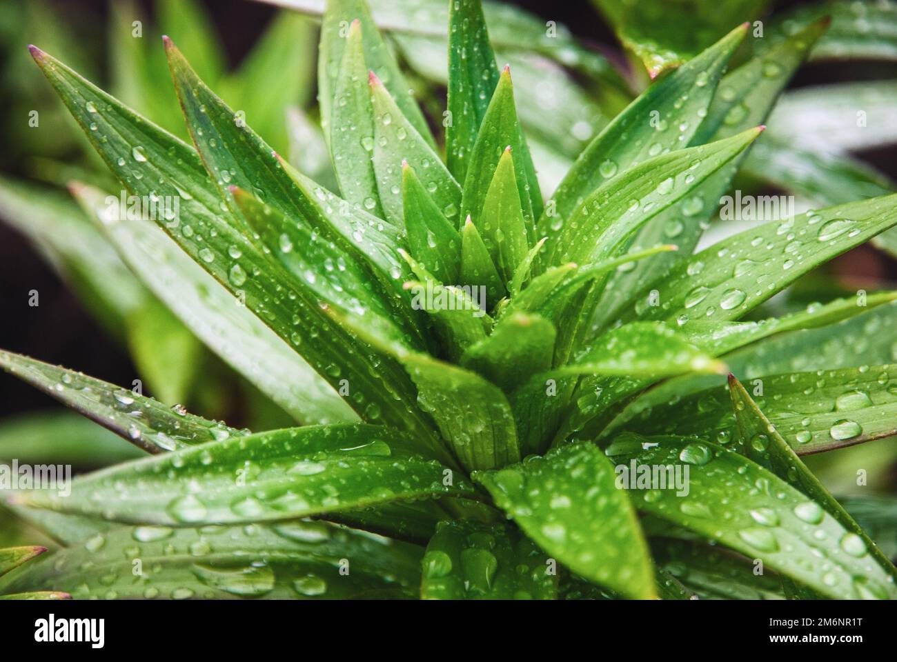 Lilienpflanzen im Garten nass nach Regen, grüne Blätter in Wassertropfen Stockfoto