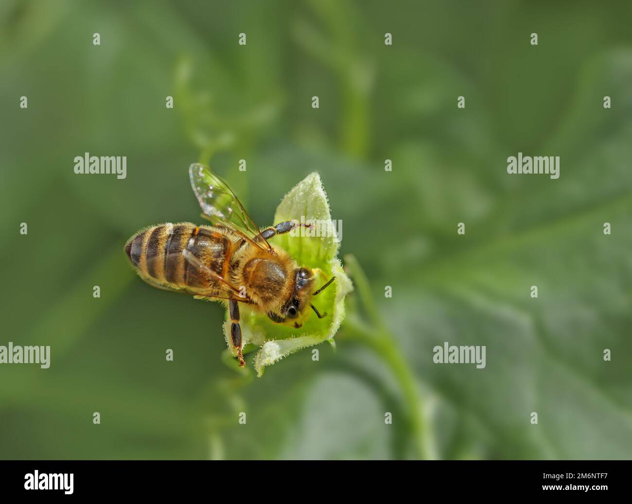Honigbiene „APIs mellifera“ auf der roten Zaunrübe „Bryonia dioica“ Stockfoto