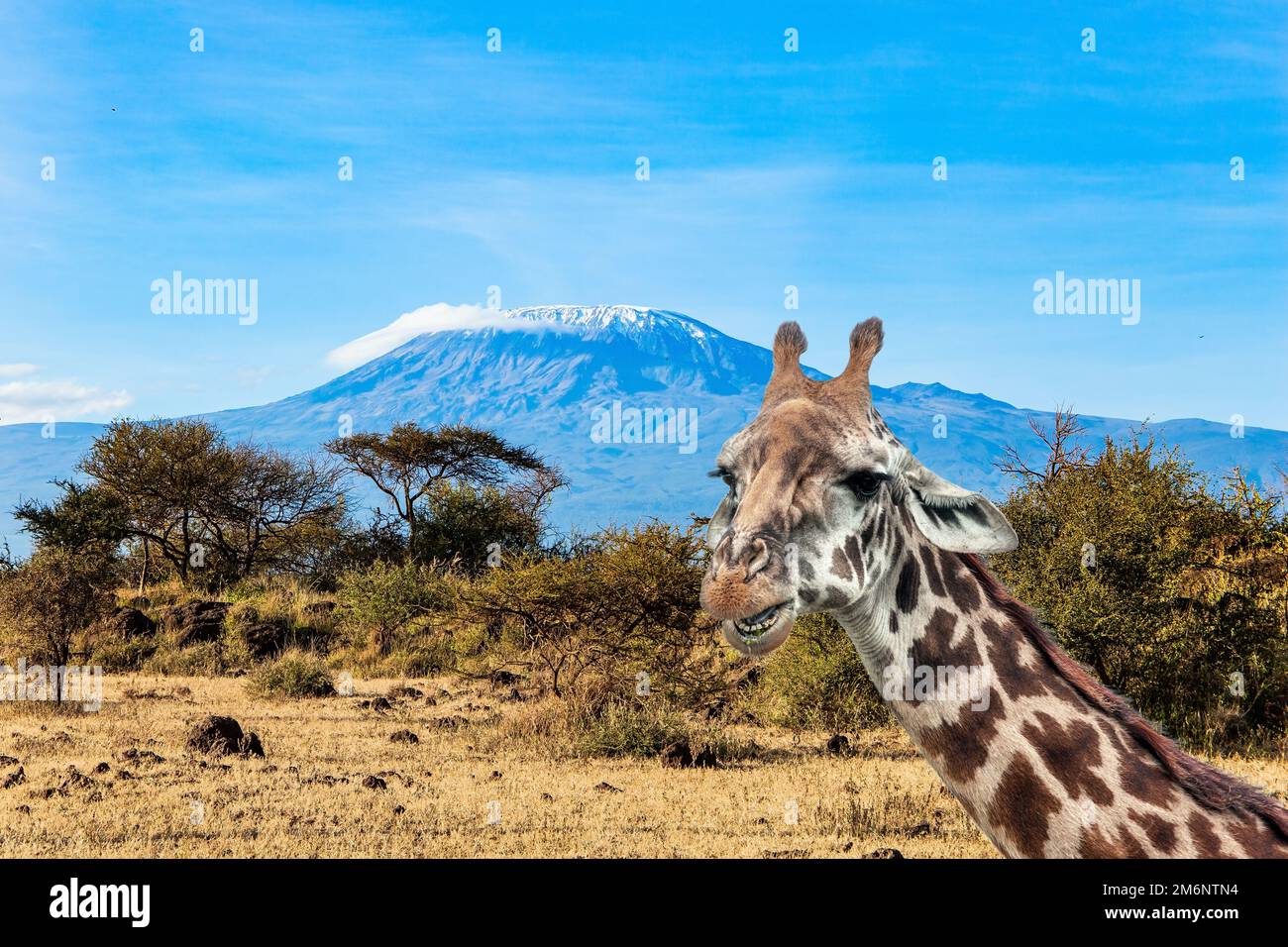 Giraffen und Akazien in Amboseli Stockfoto