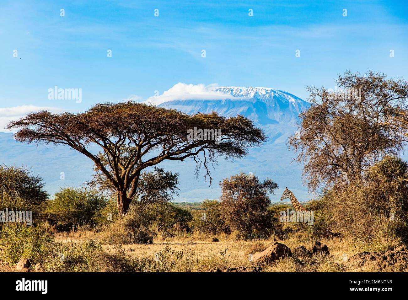 Giraffe. Amboseli-Park Stockfoto