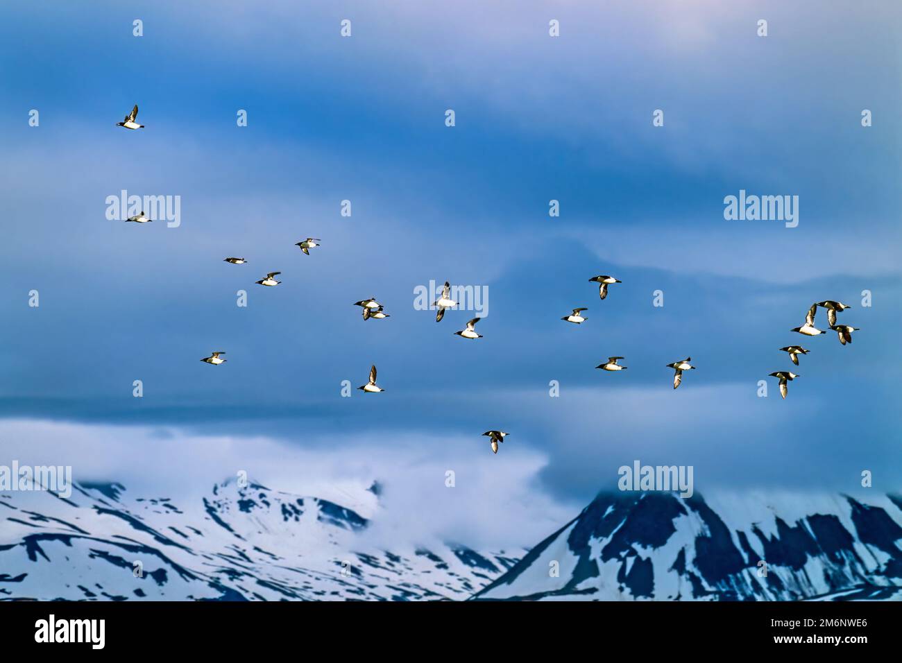 Scharen mit wenig Auk fliegen in bergiger Landschaft Stockfoto