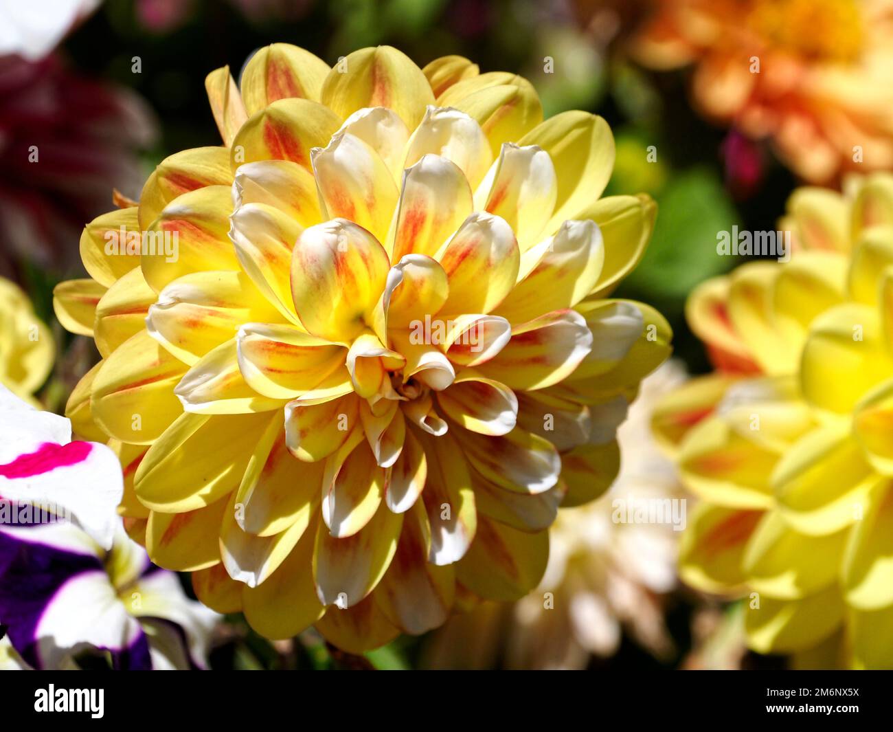 Eine Vergrößerung der gelben Dahlienblüte in einem französischen Garten Stockfoto