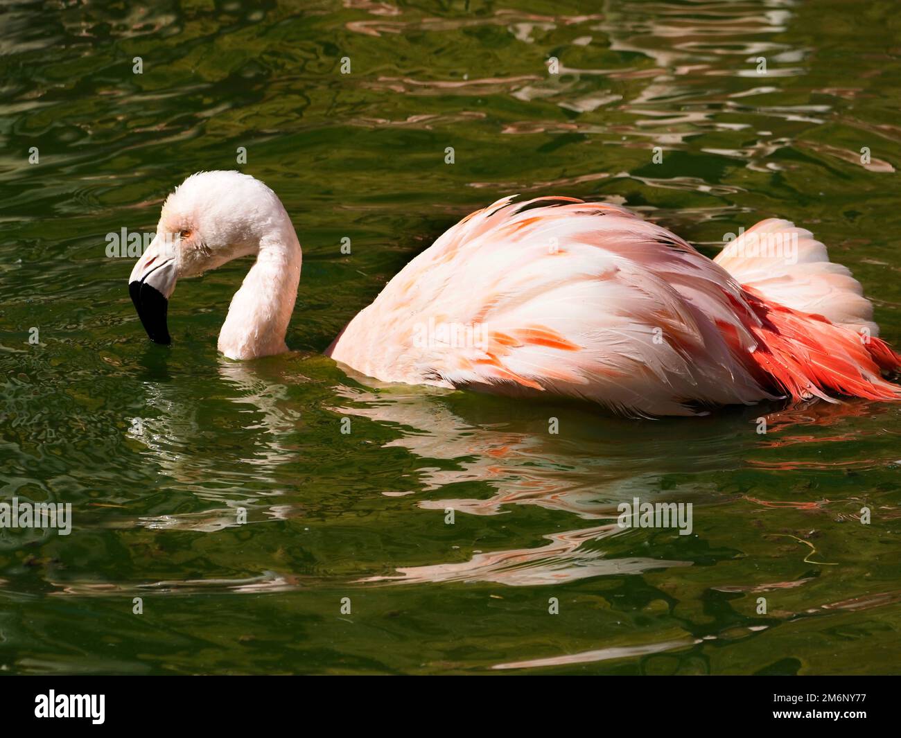 Flamingo (Phoenicopterus ruber) badet im Wasser und kann vom Profil aus gesehen werden Stockfoto