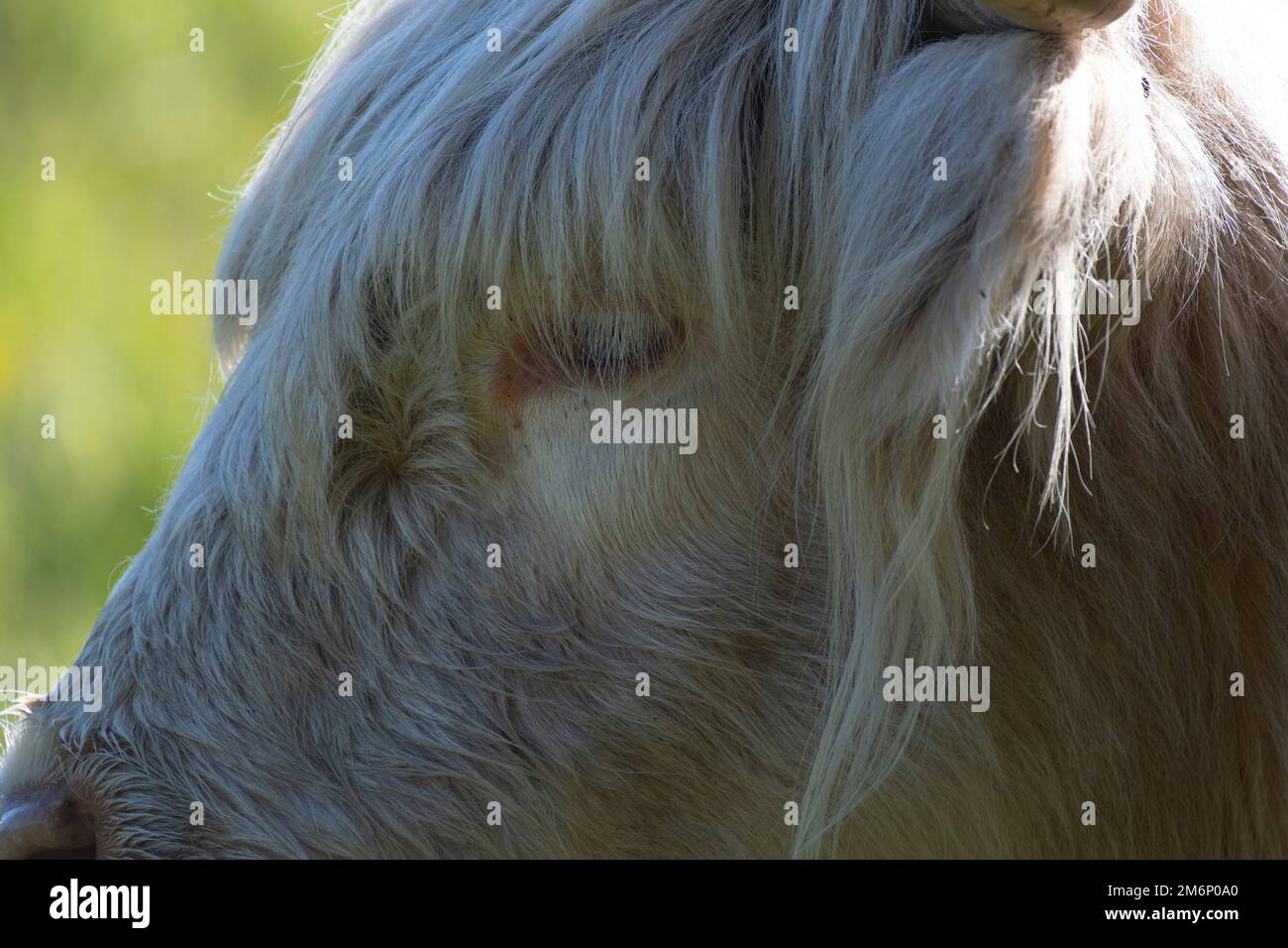 Highland Cow Weiße Nahaufnahme des Kopfes mit Ohr-, Augen- und Fellstruktur auf grünem Hintergrund. Fotografiert in Norfolk. Stockfoto