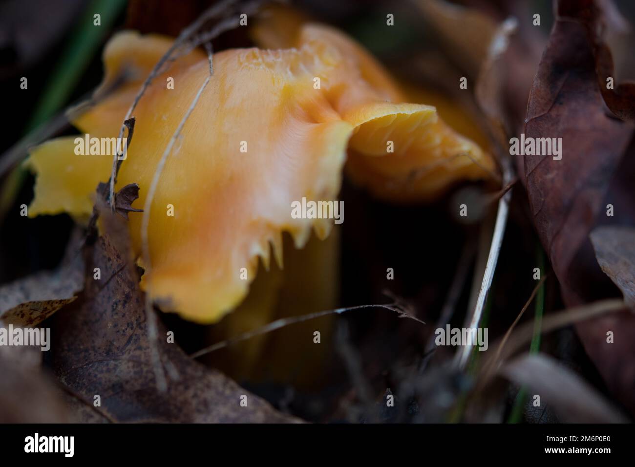 Orangenpilze, die durch die Bodendecke in den Wäldern von New York hindurchgeschoben werden Stockfoto