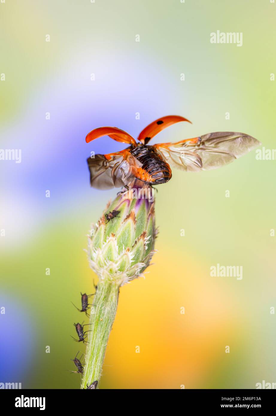 Fliegender Marienkäfer, Coccinella septempunctata im Flug, Coccinella septempunctata im Flug fliegender Marienkäfer Stockfoto