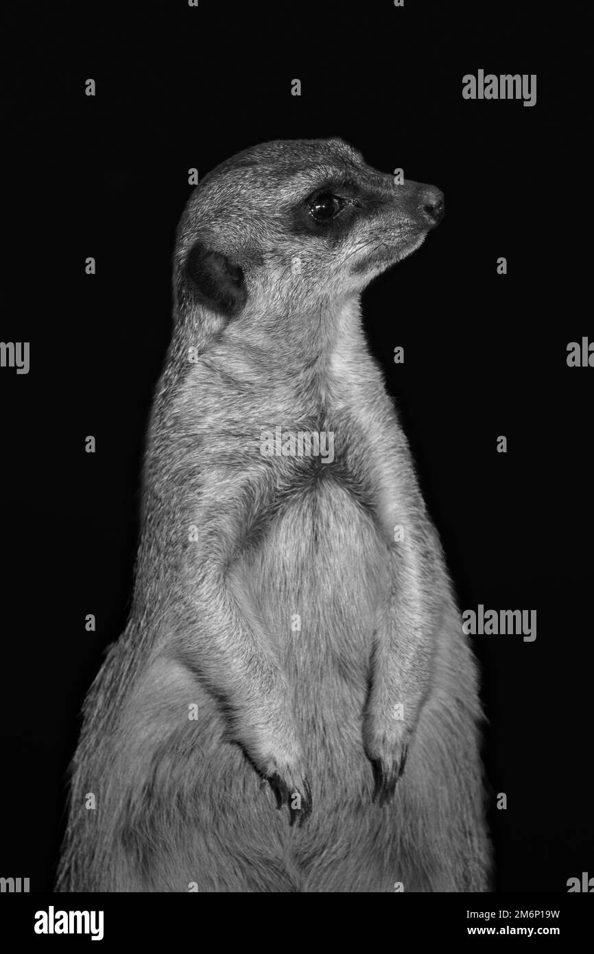 Ein Porträt eines Erdmännchens, der vorsichtig wegsieht. Isoliert auf schwarzem Hintergrund Stockfoto