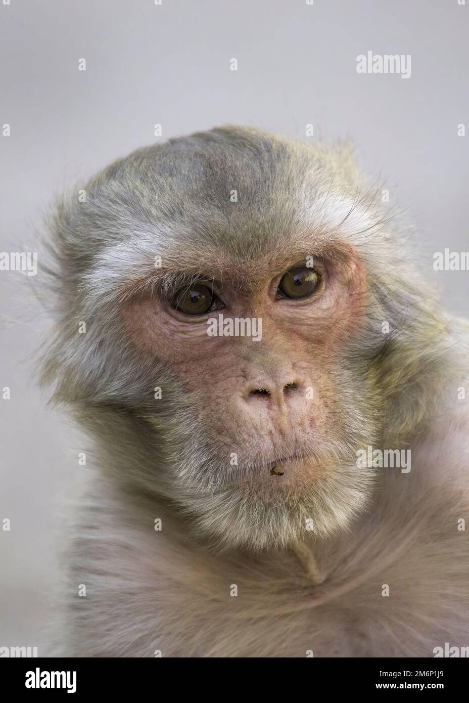 Porträt eines Rhesus-Macaque-Affen in Nahaufnahme des Kopfes mit großen braunen Augen im Gesicht und weißgrauem und braunem Fell mit einfarbigem Hintergrund Stockfoto
