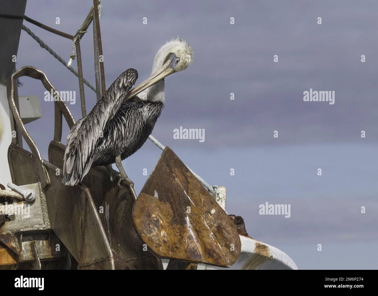 Der braune Pelikan-Preens-Flügel eines Erwachsenen mit langem Schnabel, während er auf einem rostigen Anker eines Boots an Floridas Golfküste steht, zeigt braune graue und weiße Federn Stockfoto