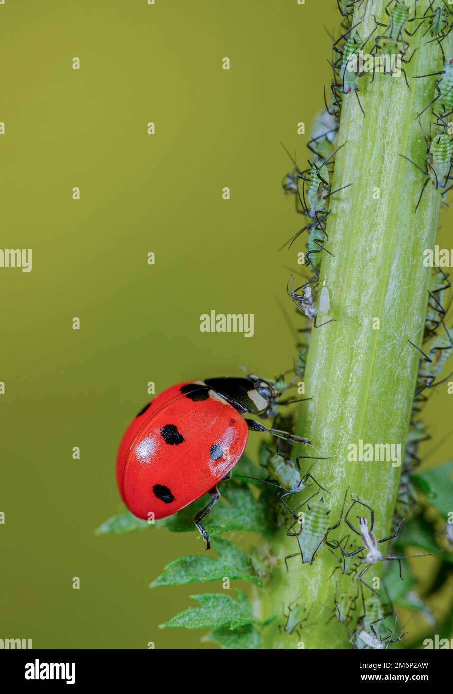 Marienkäfer frisst Blattlaus Stockfoto