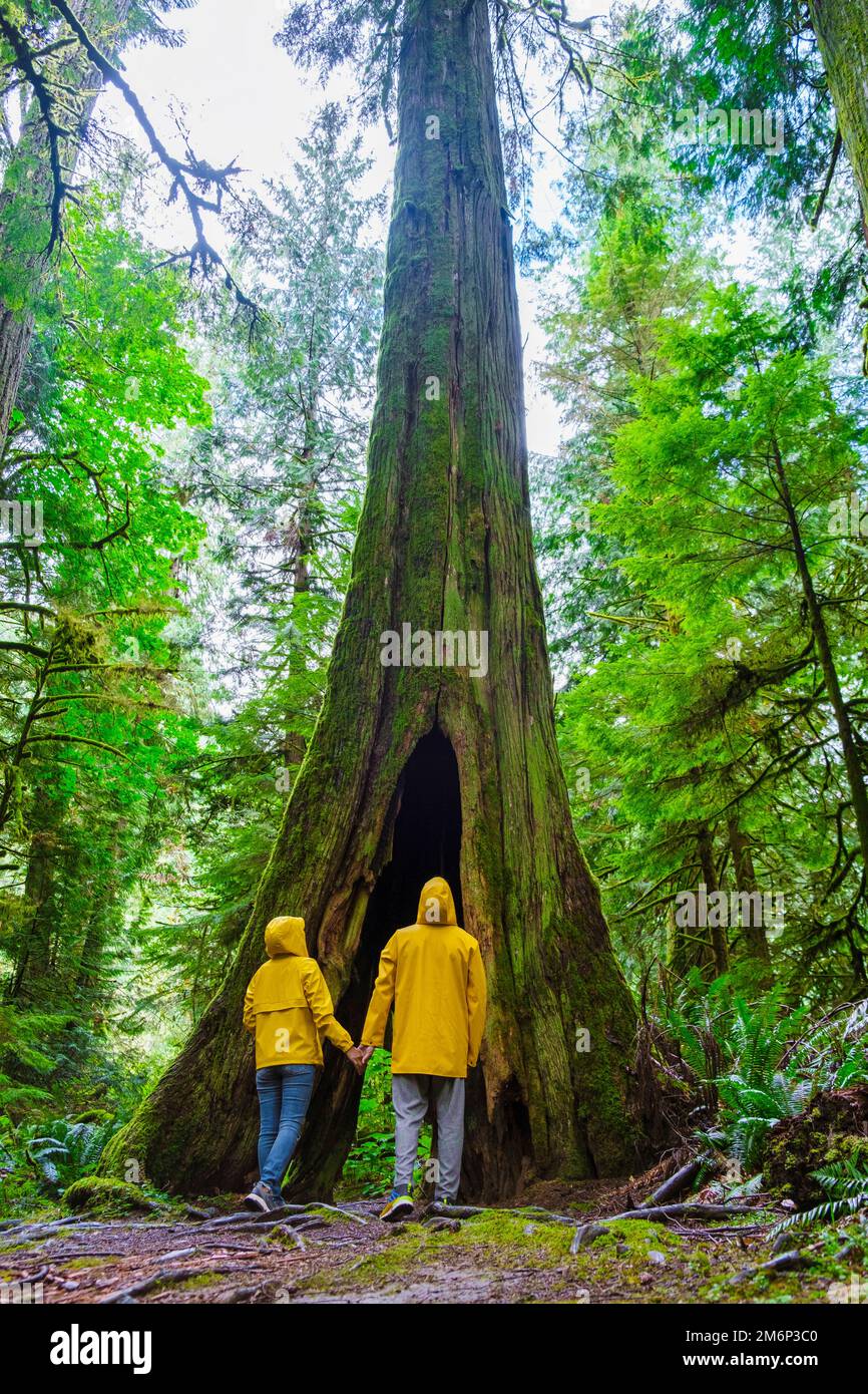 Cathedral Grove Park, Vancouver Island, Kanada Wald und Douglas Bäume Menschen in einer gelben Regenjacke Stockfoto