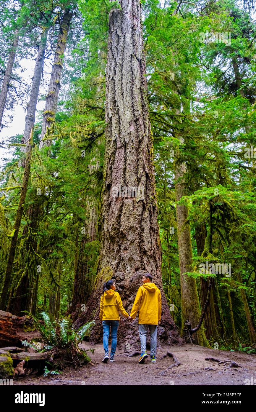 Cathedral Grove Park, Vancouver Island, Kanada Wald und Douglas Bäume Menschen in einer gelben Regenjacke Stockfoto