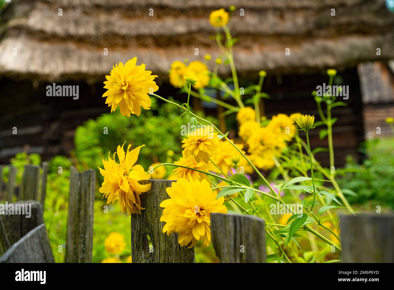 Wunderschöne Herbstlandschaften in Subkarpathien. Stockfoto