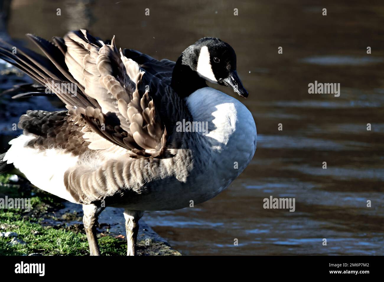 Eine Nahaufnahme einer Gans mit schwarzem, weißem und grauem Gefieder, die in der Nähe des Sees steht Stockfoto