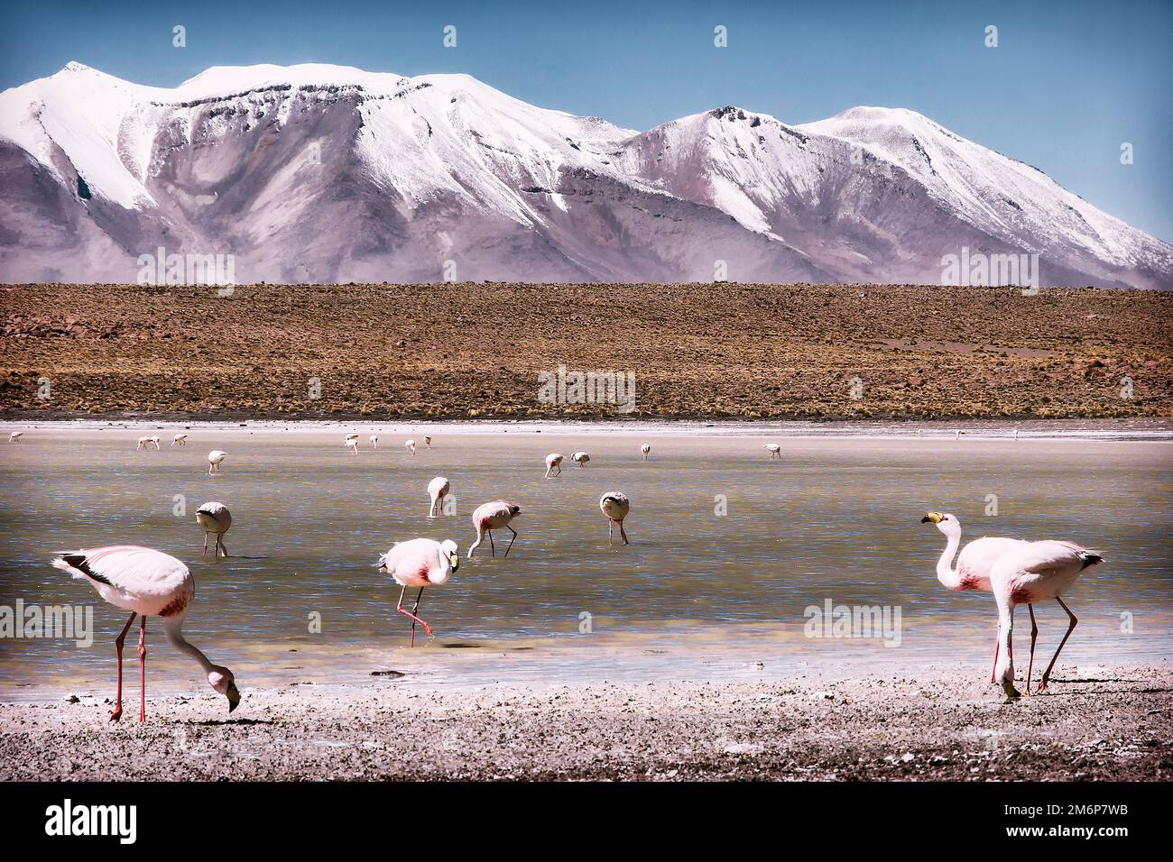 Birds James's Flamingo im Hintergrund der alpinen Seen und des schneebedeckten Vulkans in den bolivianischen Anden Stockfoto