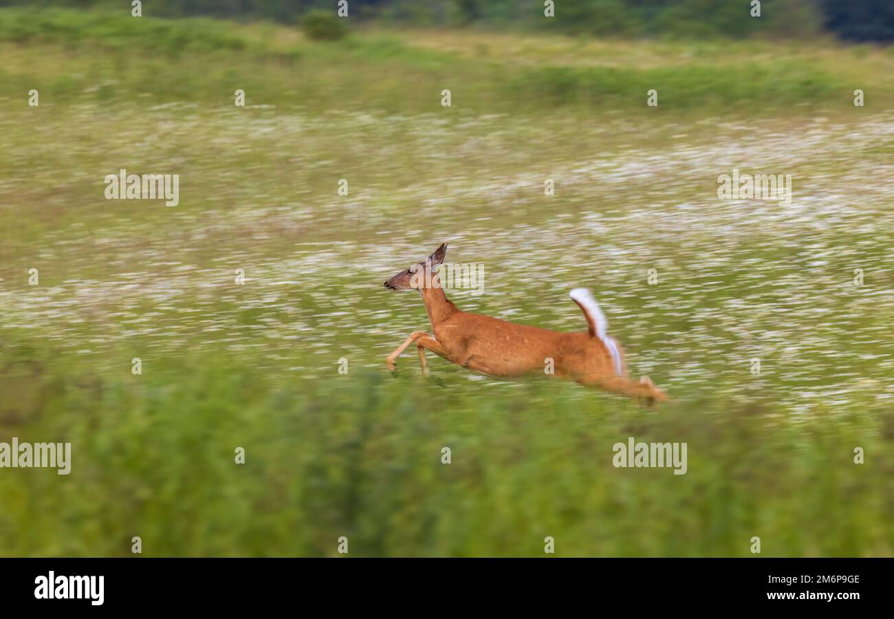 Weißwedelhündchen läuft auf einem Feld im Norden von Wisconsin. Stockfoto