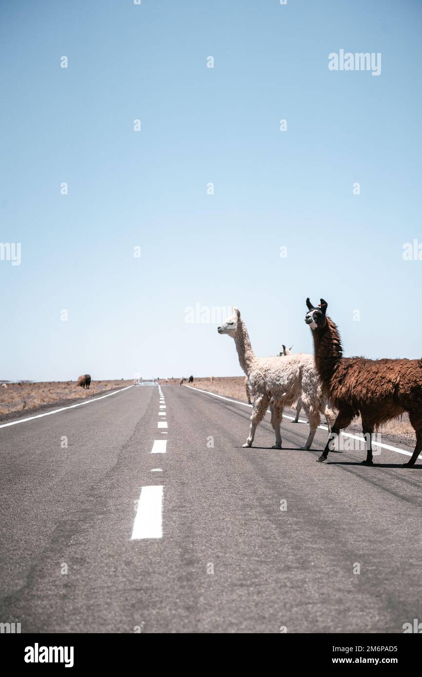 Lamas läuft auf der Straße in Südamerika Stockfoto