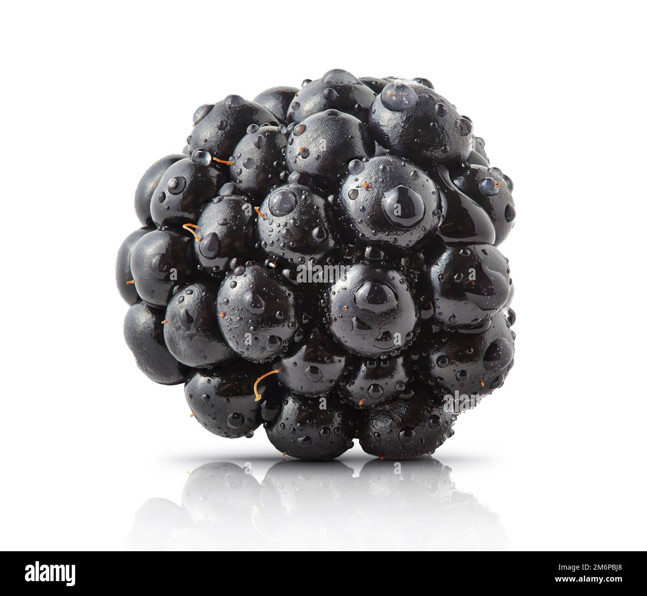 Frische, reife, saftige Brombeeren-Nahaufnahme isoliert. Waldfrucht schmeckt nach Brombeere mit Wassertropfen und Fokussierung. Design von Werbeschildern Stockfoto