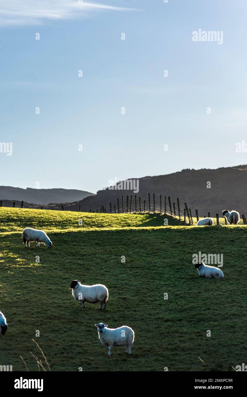 Schafe auf einem Feld in der Grafschaft Donegal, Irland Stockfoto