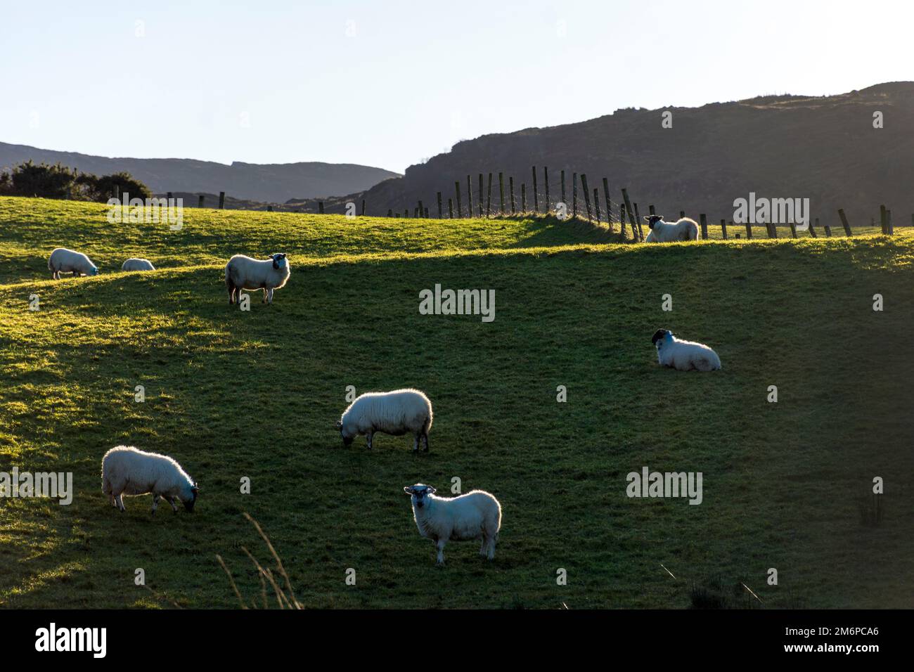 Schafe auf einem Feld in der Grafschaft Donegal, Irland Stockfoto