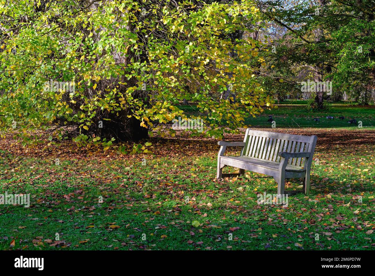 Eine leere Holzbank in einer Herbstlandschaft in England Stockfoto