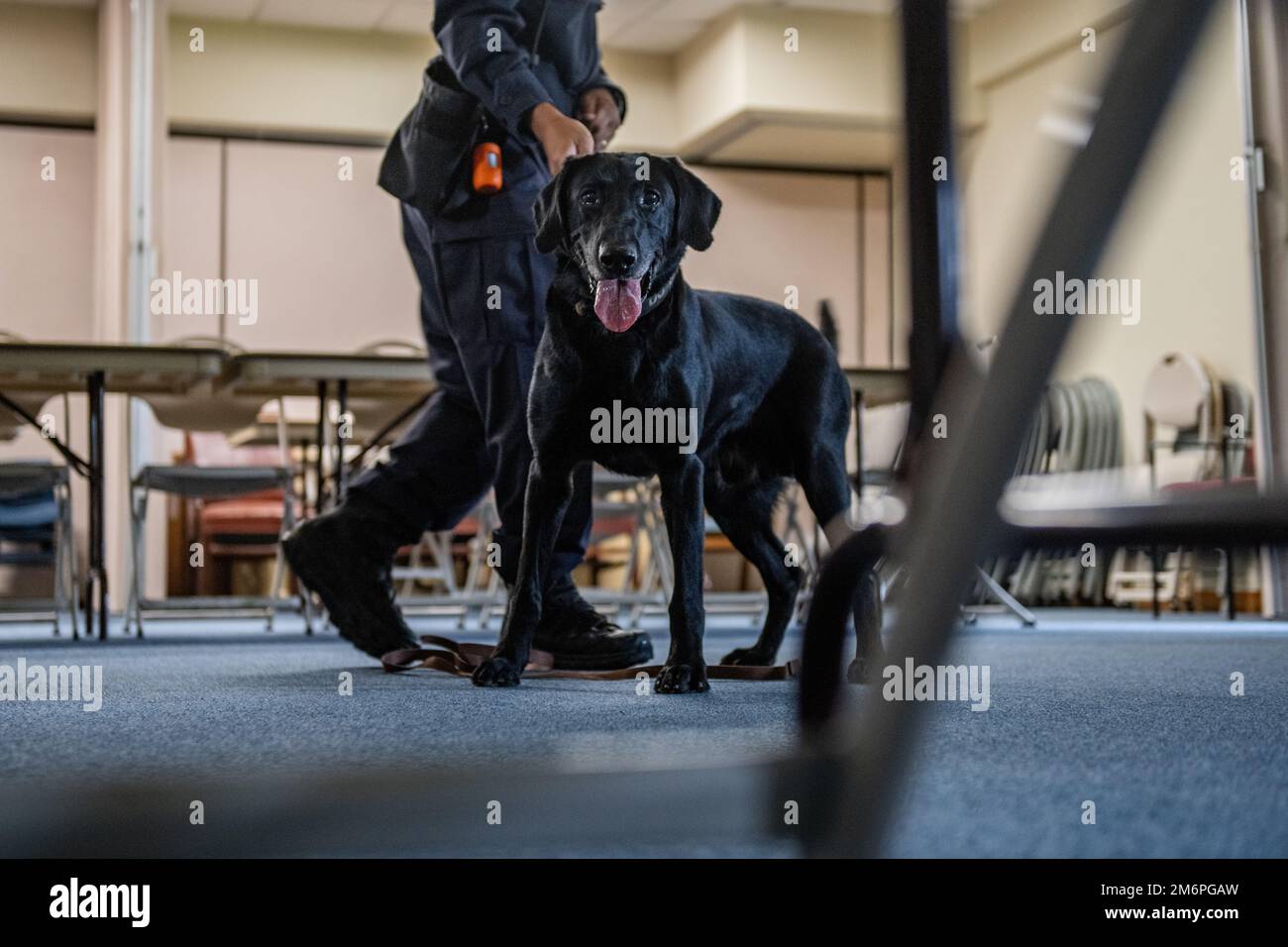 Hank, militärischer Arbeitshund des 18. Sicherheitsgeschwaders, steht aufmerksam als sein Betreuer Shitetsu Hirata, 18. Sicherheitsgeschwader, arbeitet an seiner Führung, während er einen Raum auf dem Kadena-Luftwaffenstützpunkt, Japan, am 3. Mai 2022 durchsucht. Hirata ist der erste CG, der am Luftwaffenstützpunkt Kadena vollständig als MWD-Abfertiger zertifiziert ist, wodurch die Interoperabilität zwischen den USA und Japan vertieft wird. Stockfoto