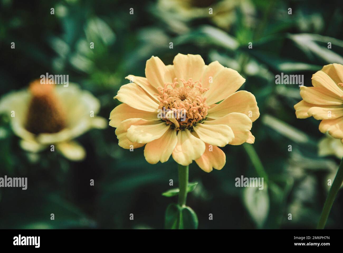 Gelbe Zinnia blüht in der Nähe des Herbstgartens Stockfoto