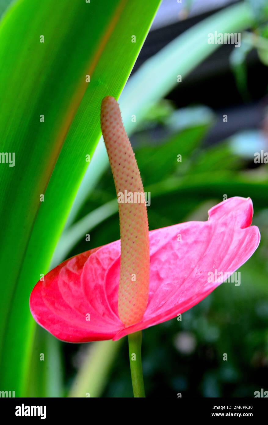 Anthuriumblume mit grünem Blatt Stockfoto
