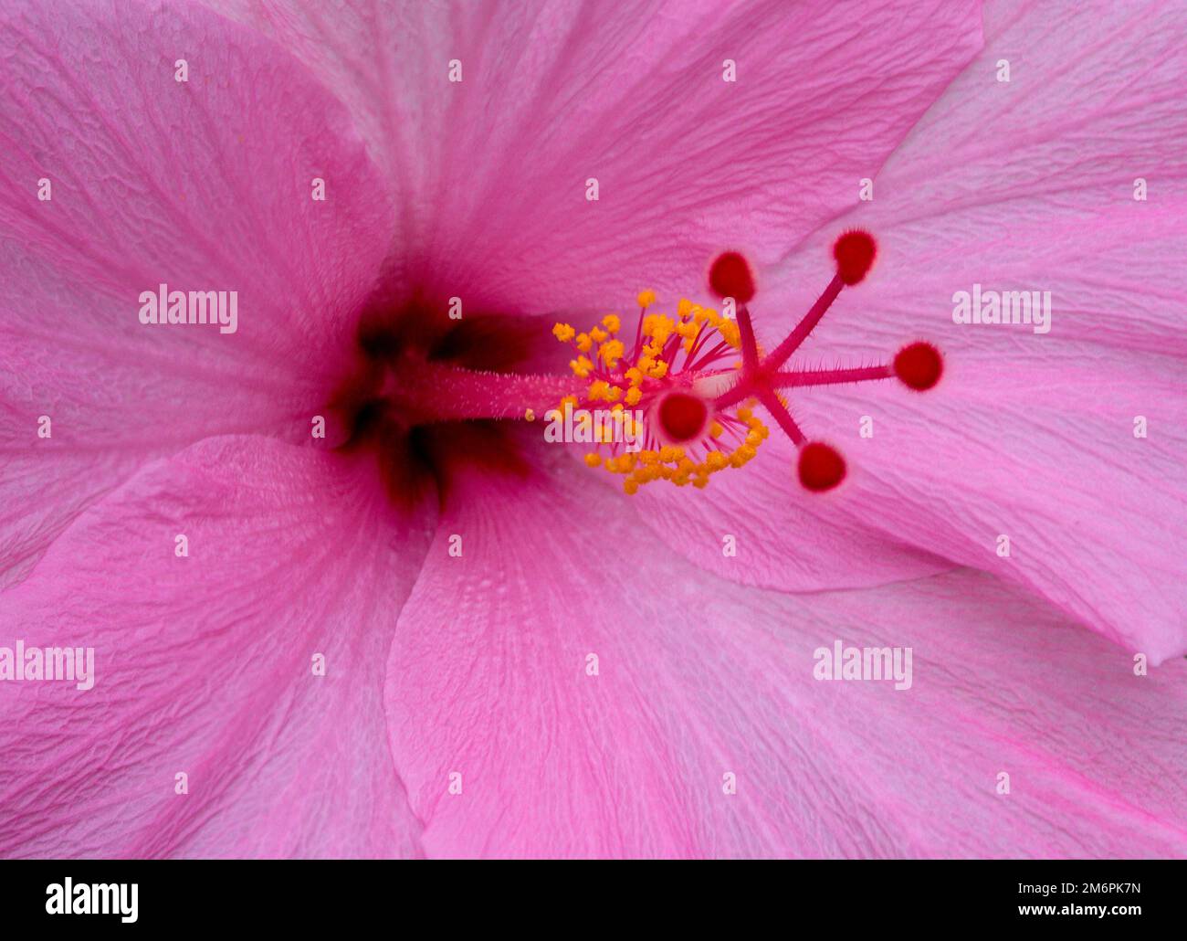 Nahaufnahme einer rosa tropischen Hibiskusblume Stockfoto