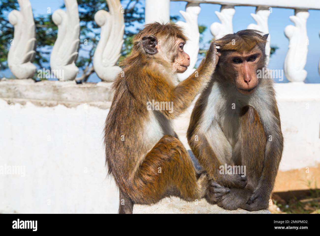 Affe auf Sri Lanka Stockfoto