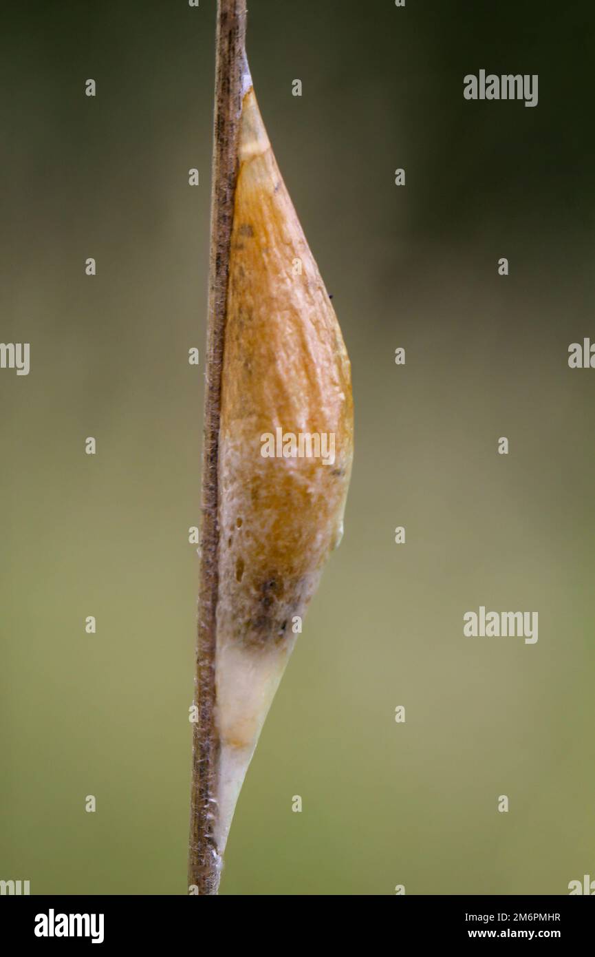 Die Puppe eines zukünftigen Schmetterlings auf einem Grashalm. Stockfoto