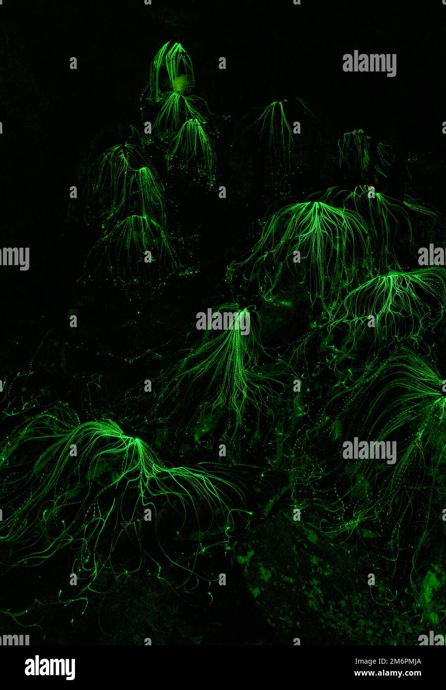 Hintergrund mit leuchtend grünen Fäden Stockfoto