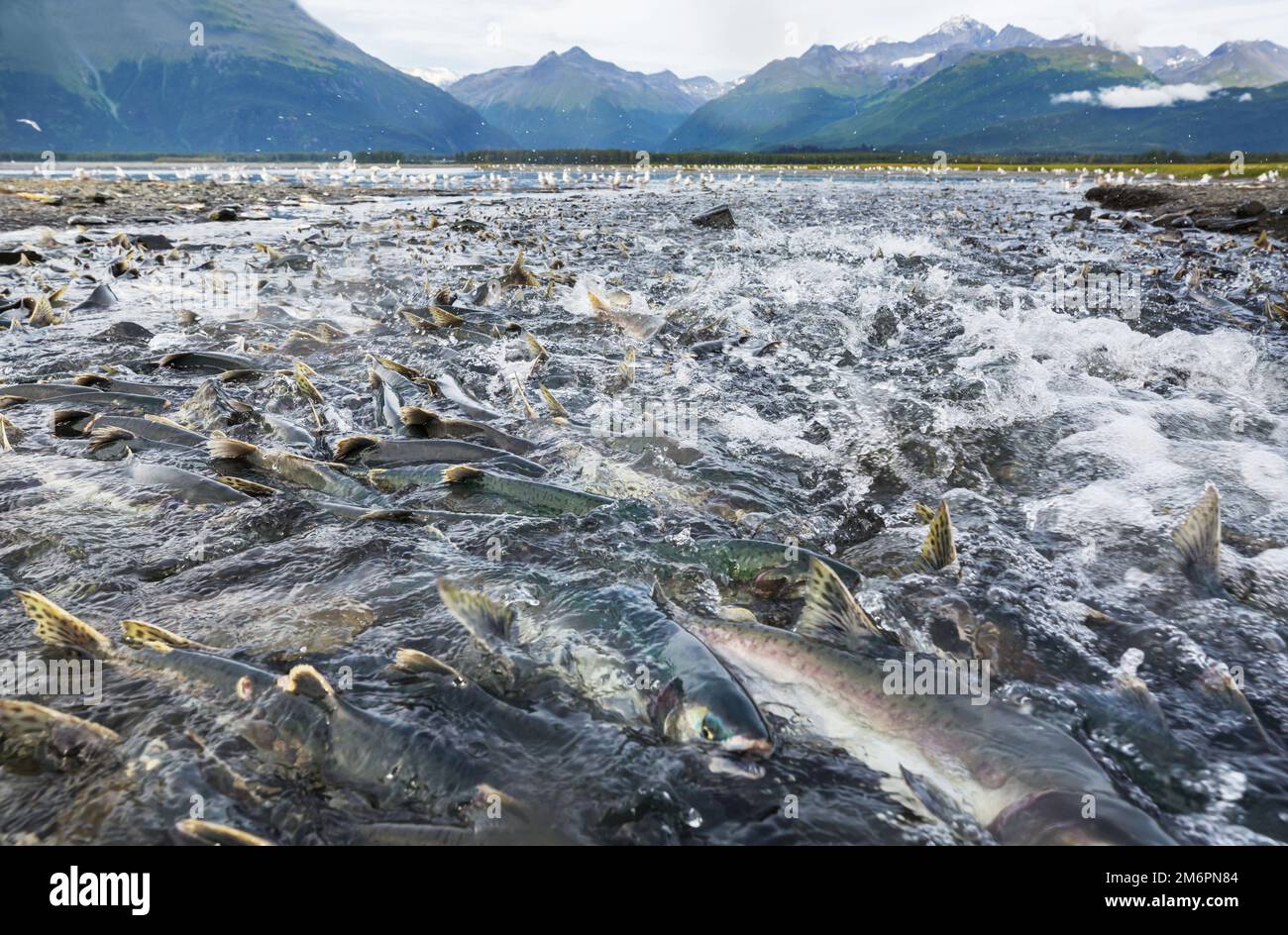 Laichen Lachse Stockfoto