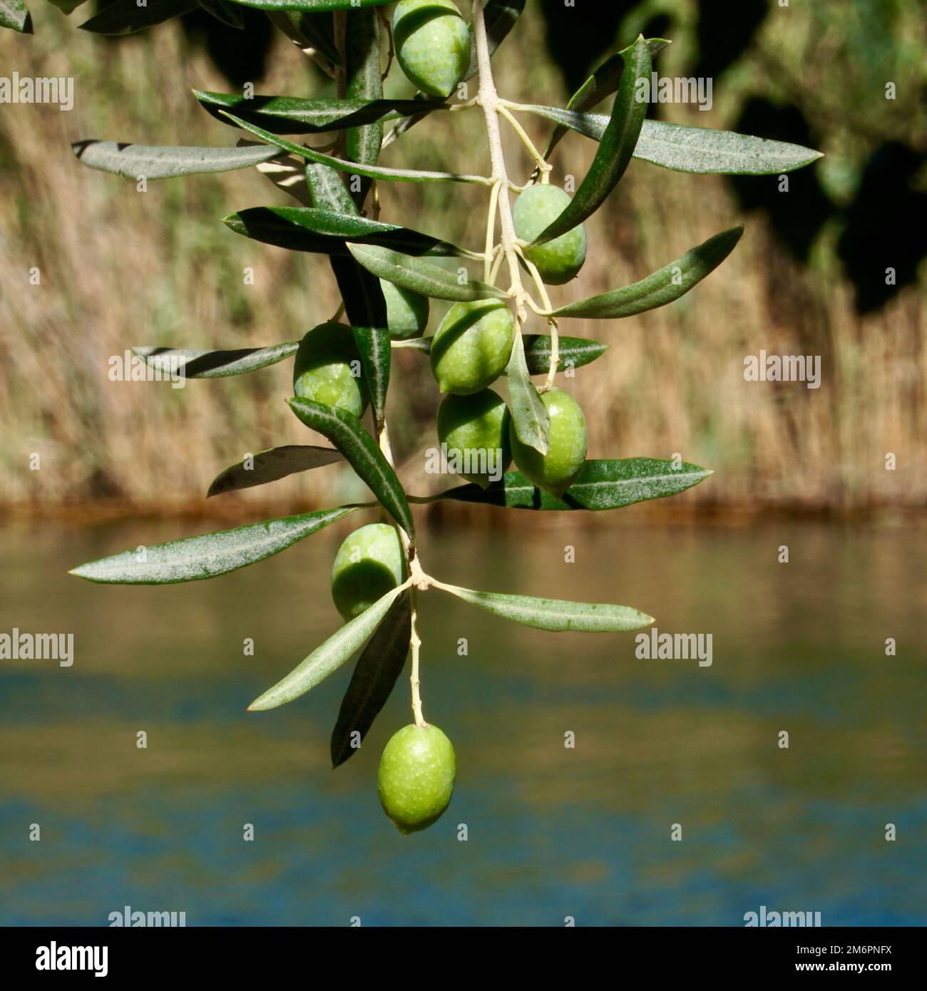 Grüne Oliven auf dem Ast. Blick auf den Fluss im Hintergrund, einzelne Olive hängt vom Ast vor dem Hotel. Schwerpunkt auf Oliven, optional. Stockfoto