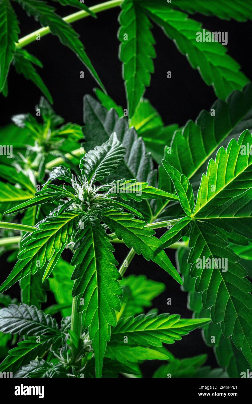 Blühende Cannabispflanzen. Anbau von Marihuana für medizinische Zwecke Stockfoto