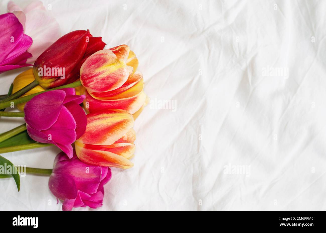 Farbenfrohe Tulpenblumen im Kreis oder in Reihe auf weißer Bettdecke stellen kostenlosen Werberaum für Text dar. Frauen Mutter internationaler Tag märz 8. Stockfoto