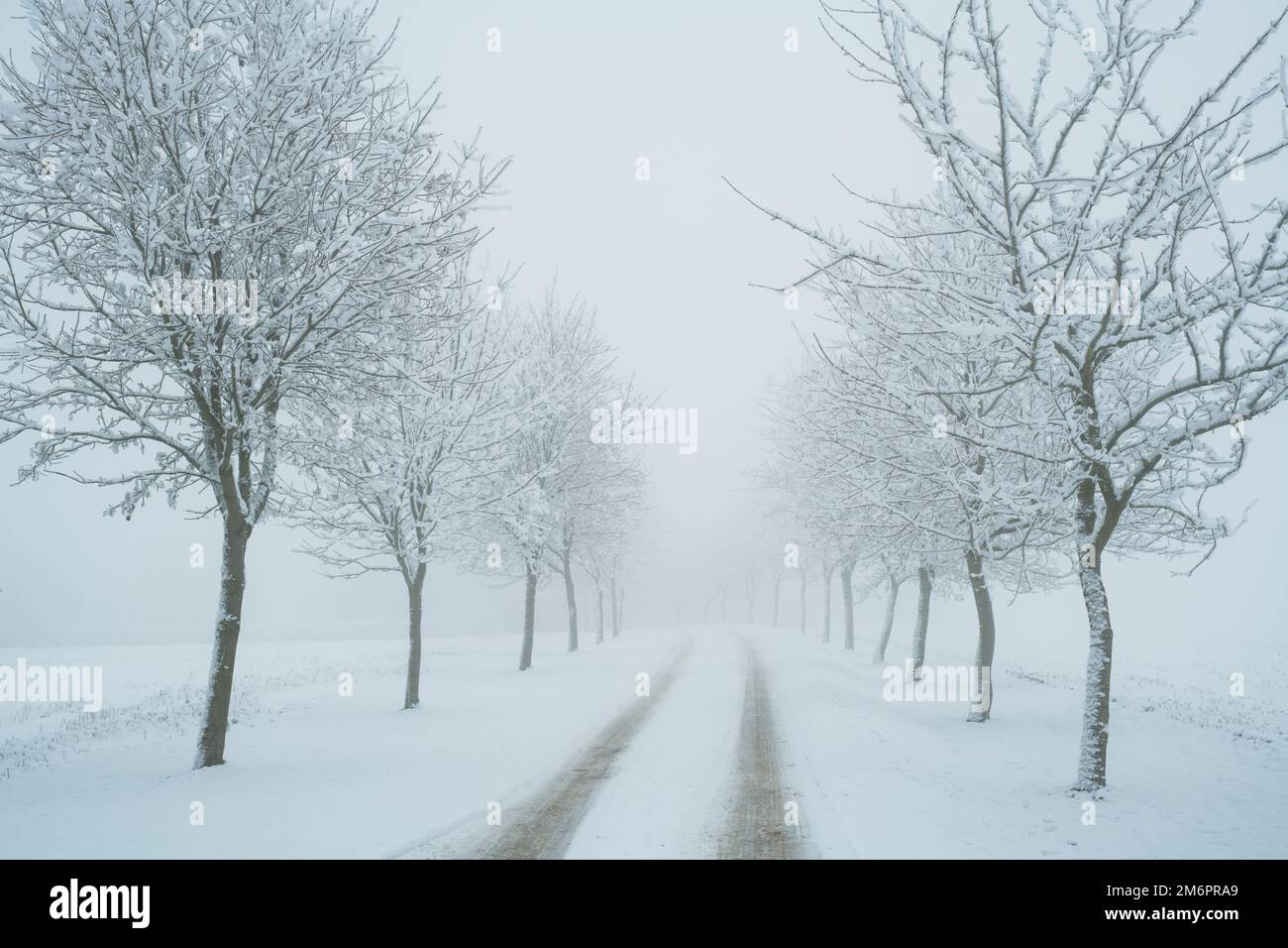 Eine Reihe von Bäumen entlang einer Straße im Schnee und Nebel. Cotswolds, Gloucestershire, England Stockfoto