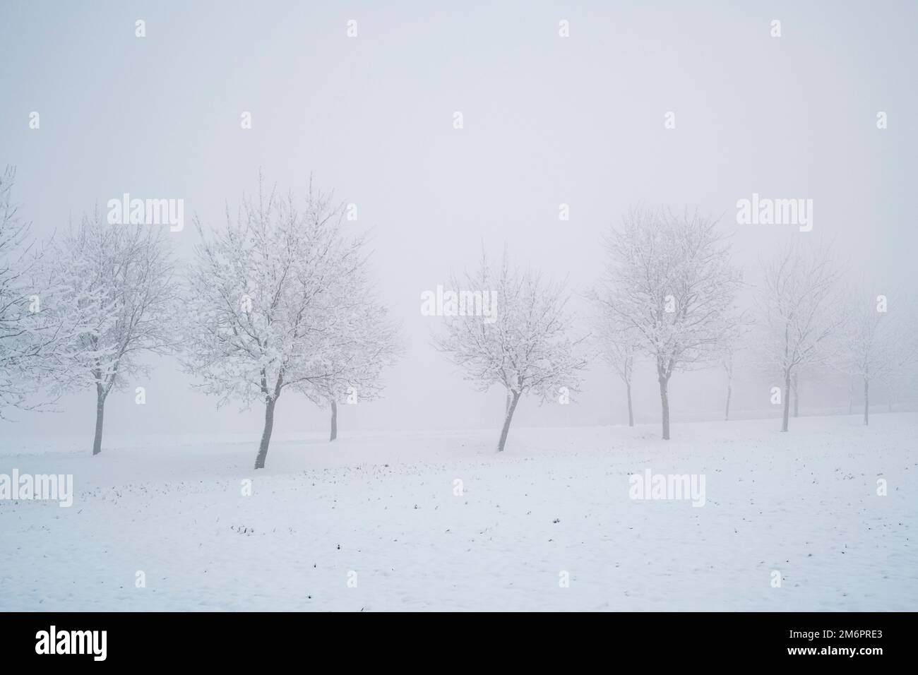 Eine Reihe von Bäumen entlang einer Straße im Schnee und Nebel. Cotswolds, Gloucestershire, England Stockfoto