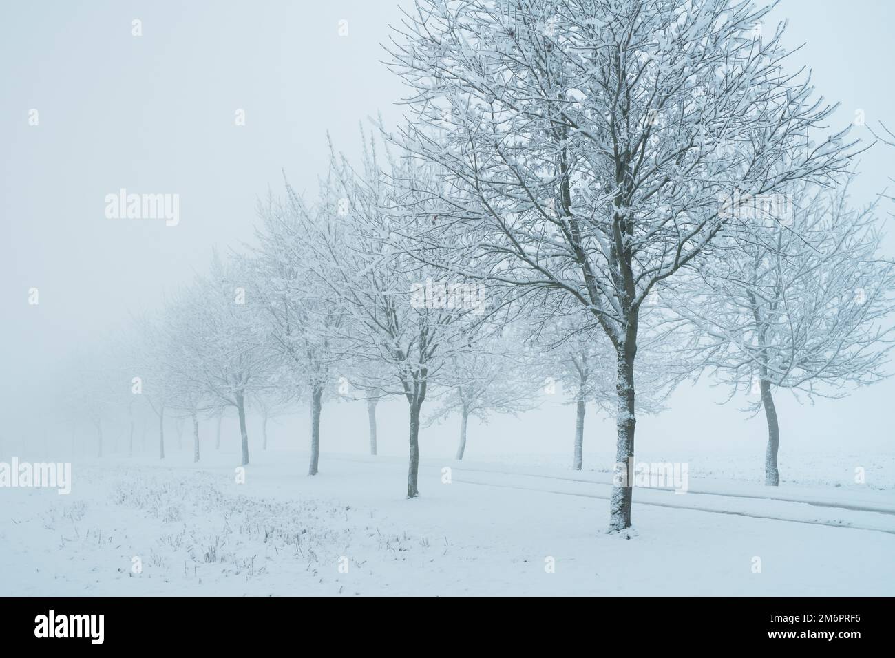 Eine Reihe von Bäumen entlang einer Straße im Schnee und Nebel. Cotswolds, Gloucestershire, England Stockfoto