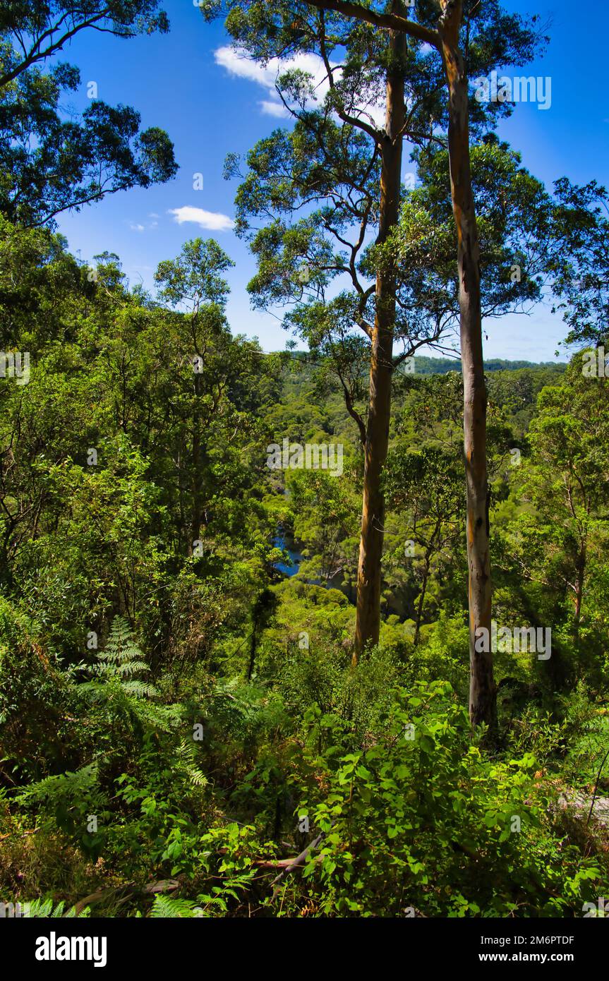 Dichter Wald im Warren-Nationalpark, Westaustralien Stockfoto