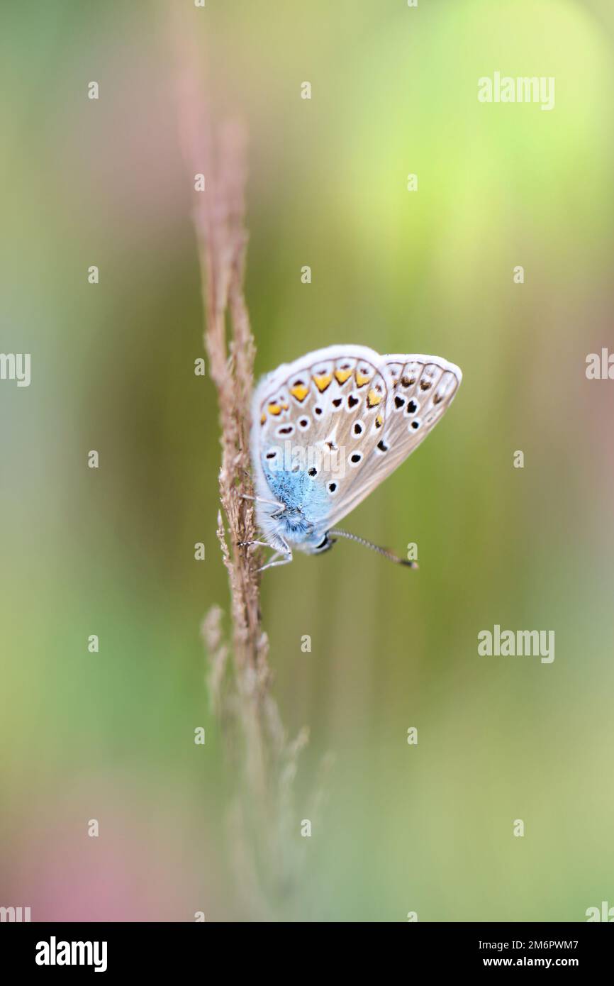 Nahaufnahme eines blauen Schmetterlings auf einer Graspflanze. Stockfoto