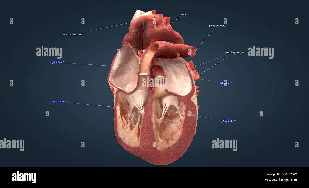 Das Herz ist ein muskuläres Organ, das dazu dient, desoxygeniertes Blut ... Das Herz ist ein muskuläres Organ, das dazu dient, desoxygeniertes Blut ...