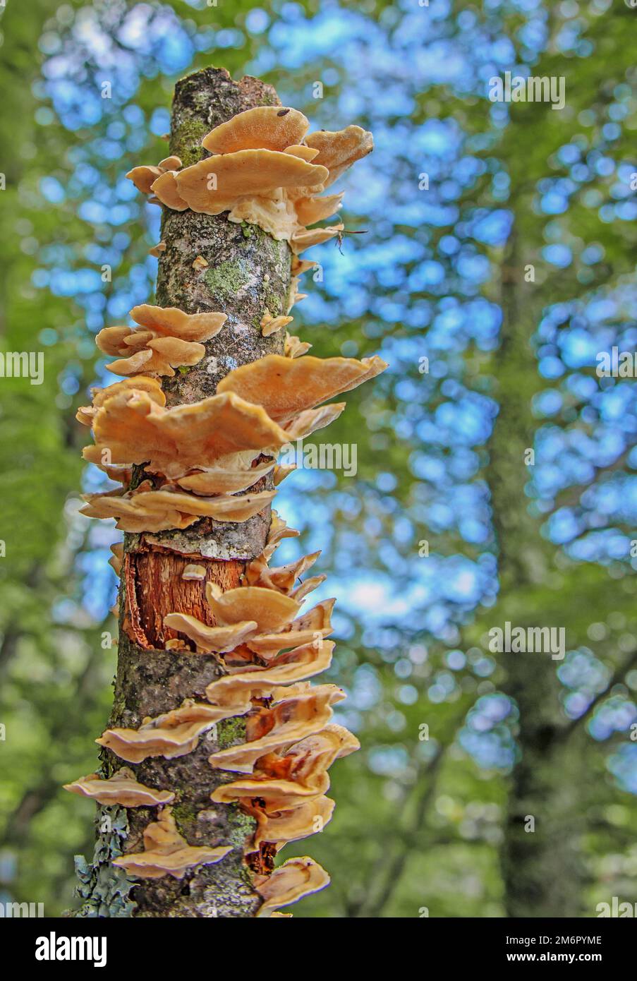 Fungi On Dead Wood Fotos Und Bildmaterial In Hoher Aufl sung Alamy fungi-on-dead-wood-fotos-und-bildmaterial-in-hoher-aufl-sung-alamy