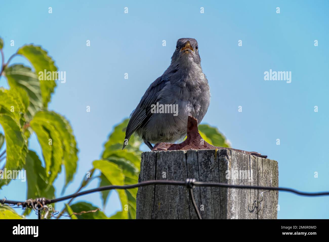 Der Graukatzenvogel (Dumetella carolinensis) Stockfoto