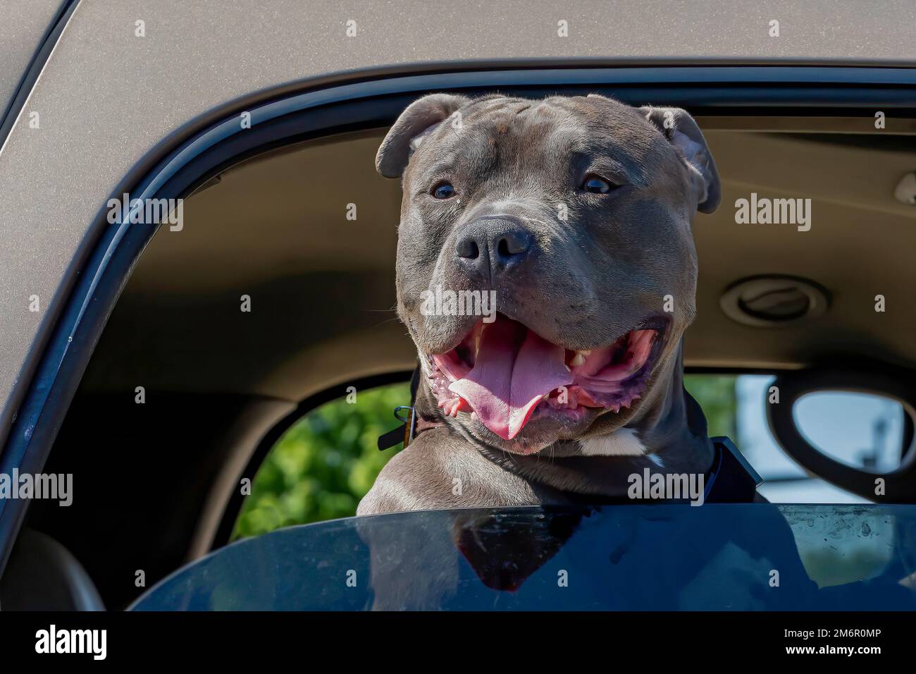 Der Hund. Der Amerikanische Bully Stockfoto