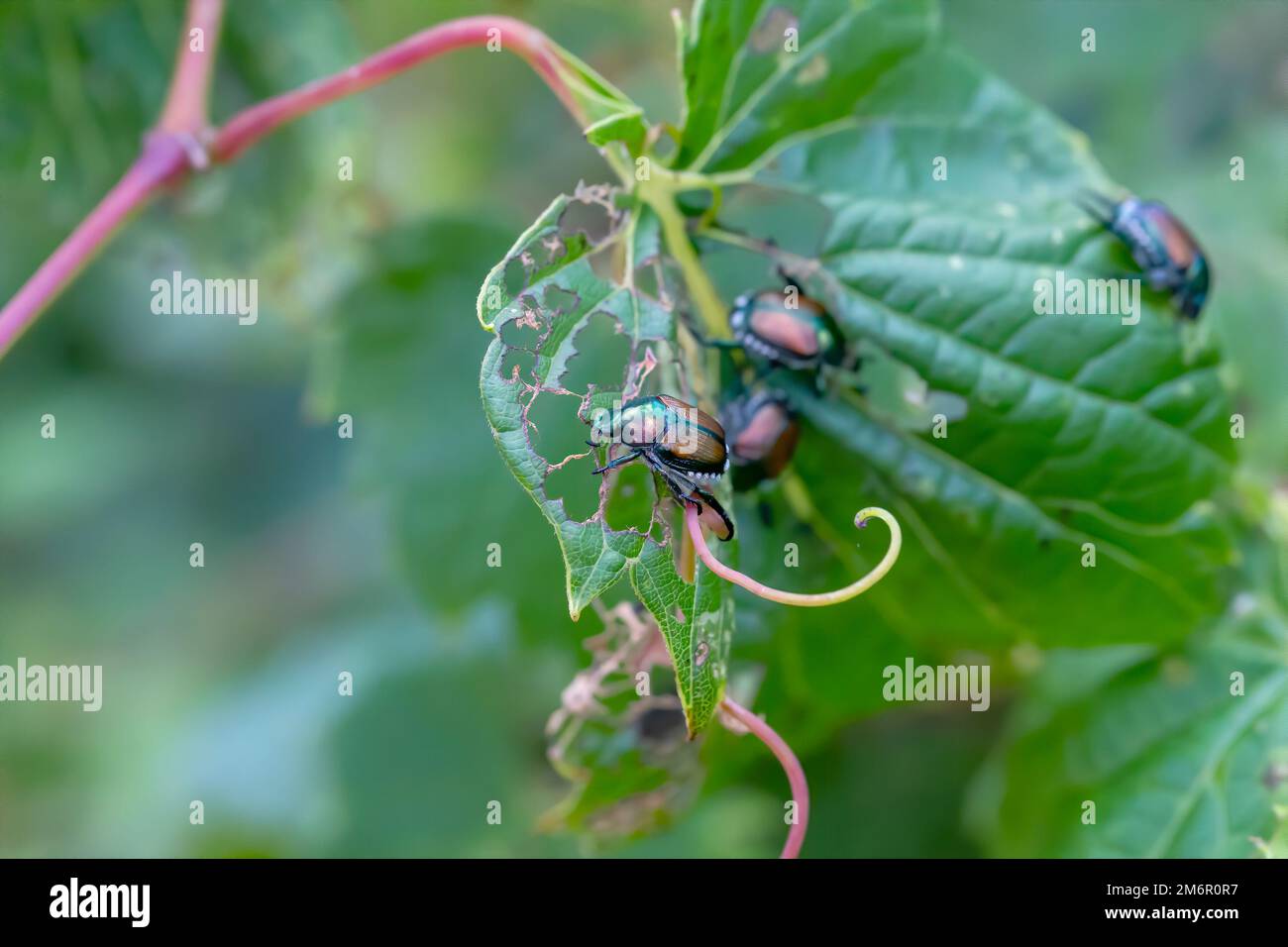 Japanischer Käfer (Popillia japonica) Stockfoto