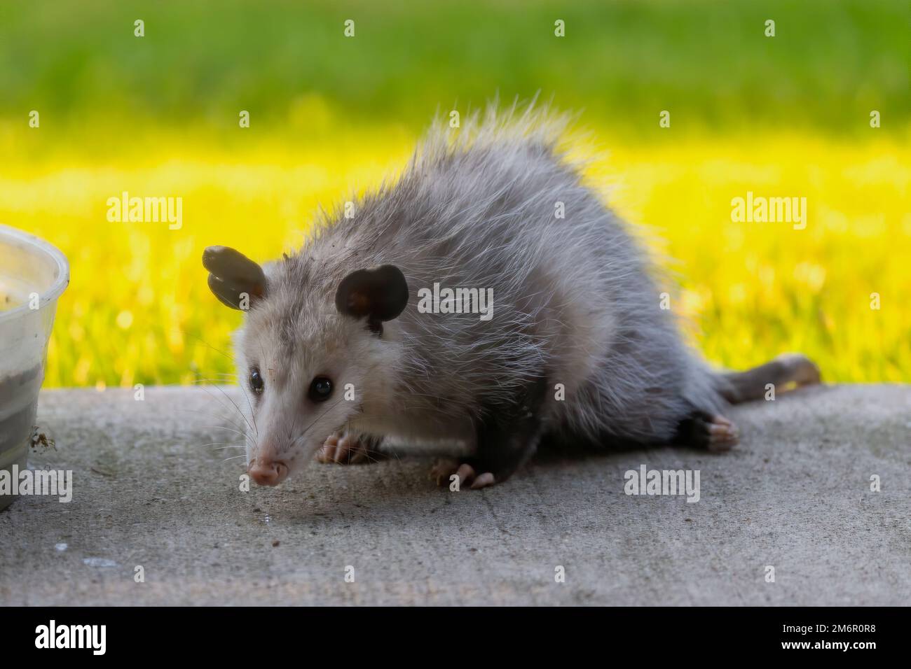 Das Virginia Oposssum (Didelphis virginiana). Stockfoto