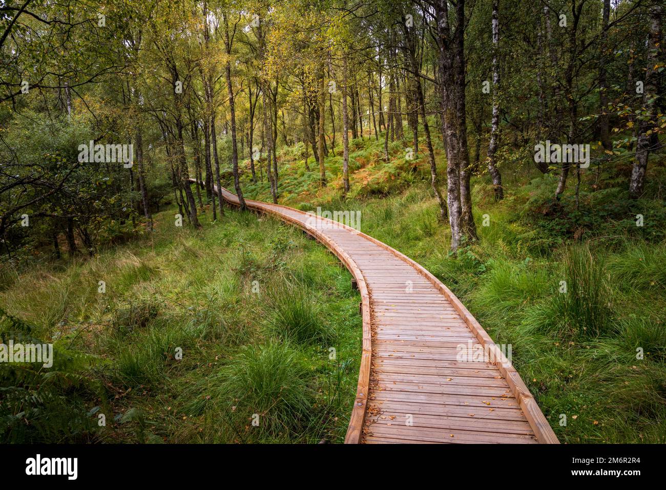 Eine Promenade durch den Wald in der Nähe von Brig o' Turk, Trossachs, Strirling, Schottland Stockfoto